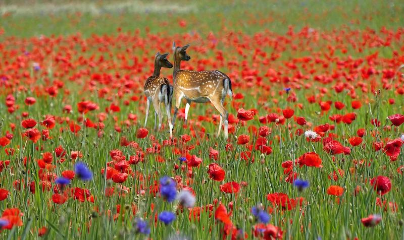 two-fawns-in-poppy-field.jpg