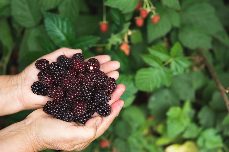 two-handfuls-of-blackberries-in-front-of-blackberry-bush.jpg