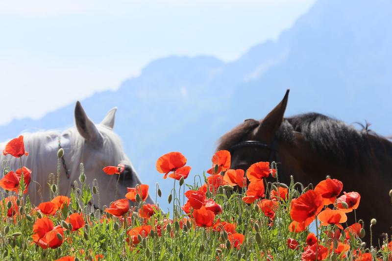 two-horses-behind-red-poppy-flowers.jpg