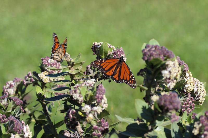 two-monarch-butterflies-on-milkweed-plant.jpg