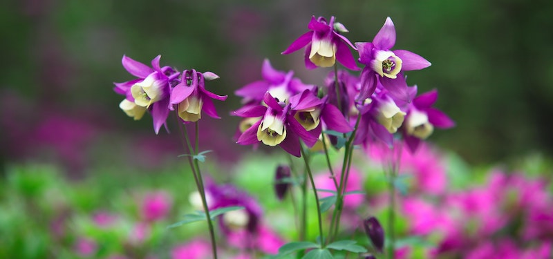 two-toned-columbine-flowers.jpg