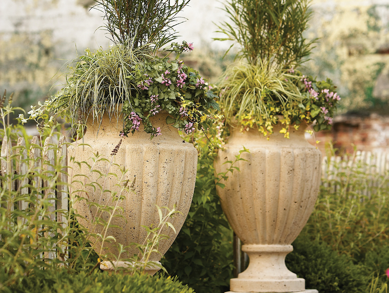 two-urns-planted-with-pink-chablis-dead-nettle-fine-line-buckthorn-evergold-sedge-and-yellow-ripple-ivy.jpg