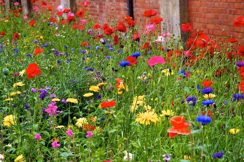 tyntesfield-wildflowers-including-poppies-scabiosa-and-snapdragons.jpg