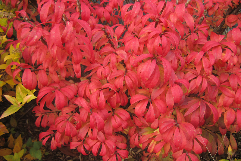 unforgettable-fire-euonymus-fall-color.jpg