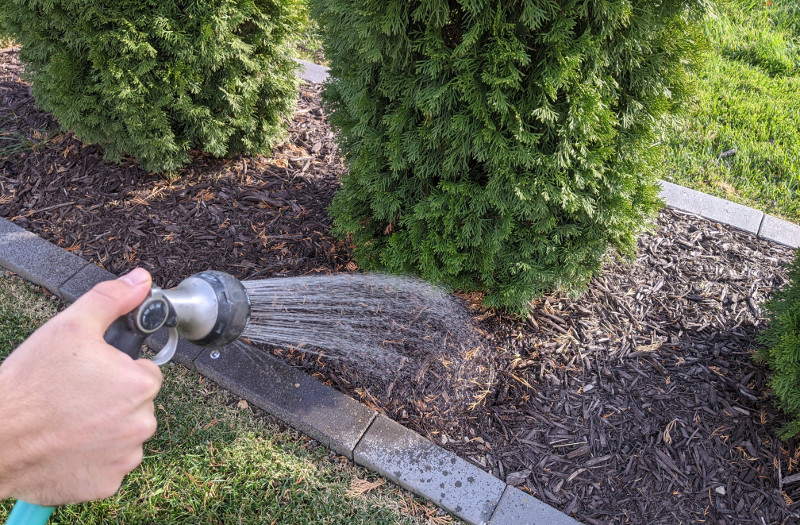 using-a-hose-to-water-arborvitae.jpg