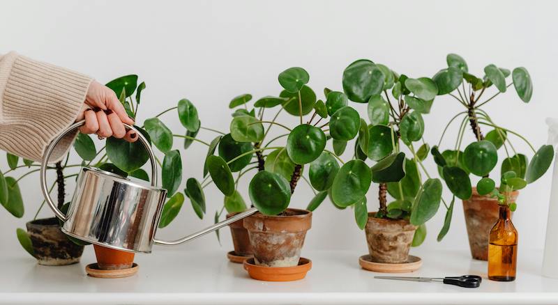 using-a-watering-can-to-water-newly-propagated-pilea.jpg