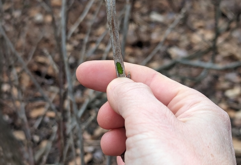 using-fingernail-to-scratch-bark-on-a-currant-shrub.jpg