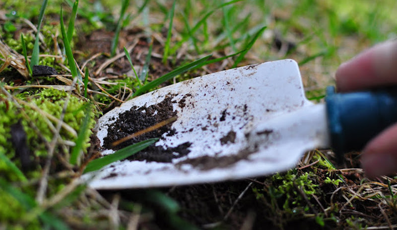 using-garden-trowel-to-dig-up-moss.jpg