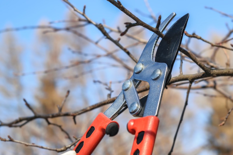 using-large-pruners-to-remove-interior-branches.jpg