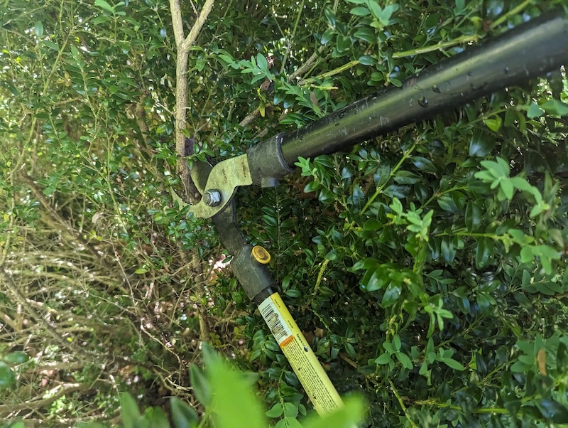 using-loppers-to-prune-inside-of-boxwood-shrub.jpg