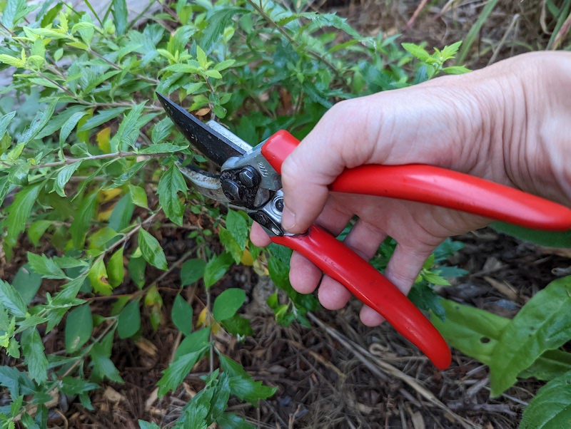 using-pruning-shears-on-bluebeard.jpg