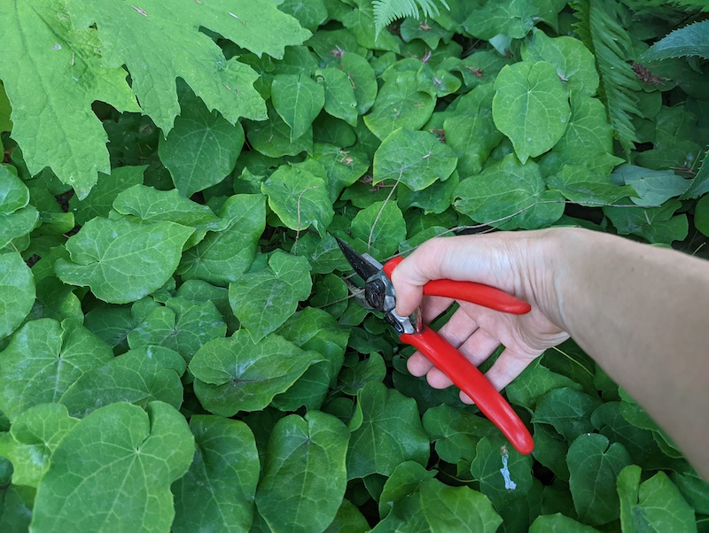 using-pruning-shears-to-clean-up-barrenwort.jpg