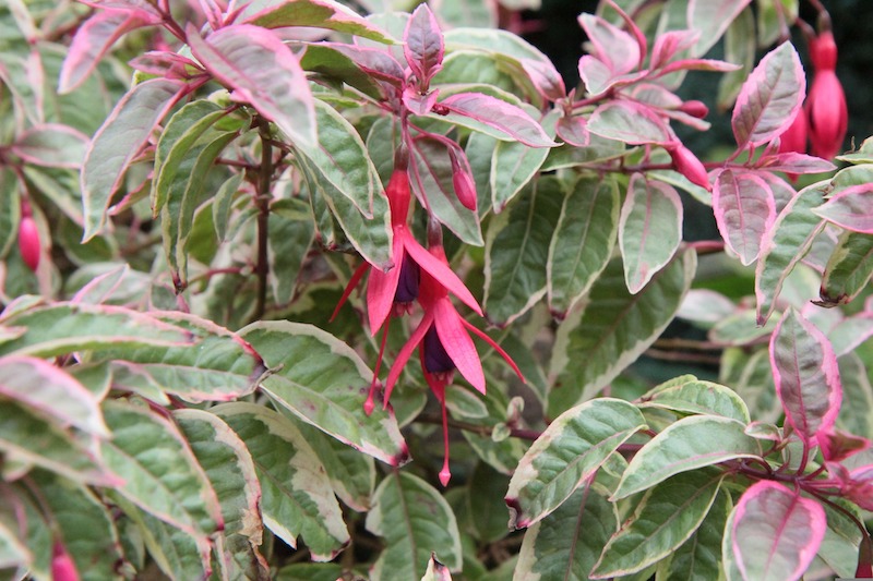 variegated-foliage-of-hardy-fuchsia.jpg