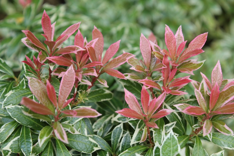 variegated-pieris-foliage.jpg