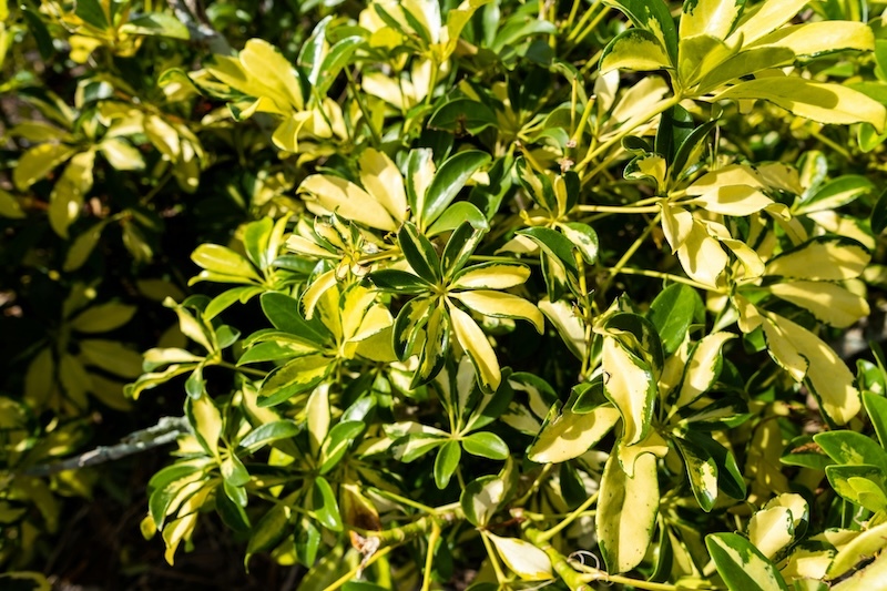 variegated-schefflera-growing-outdoors.jpg