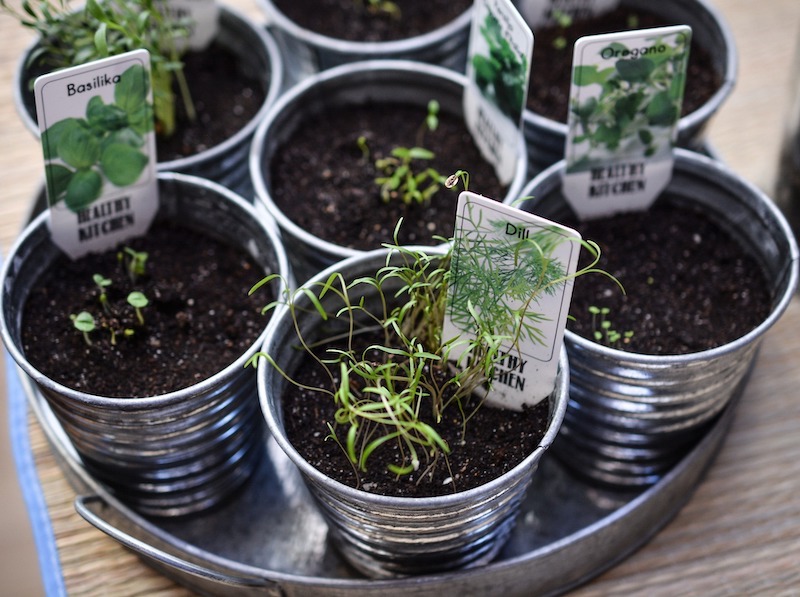 variety-of-herbs-in-small-containers.jpg