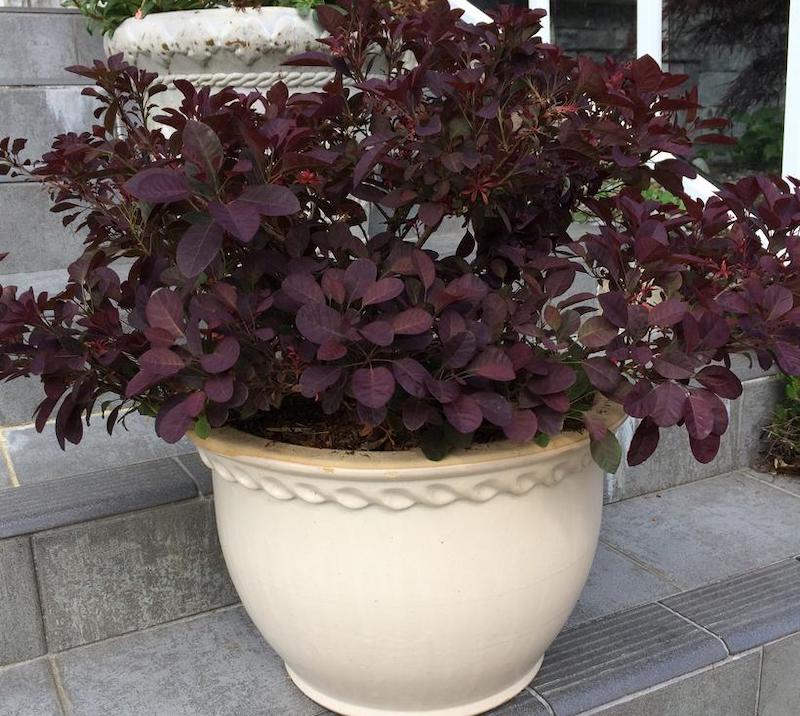 velveteeny-dwarf-purple-smokebush-in-decorative-container.jpg