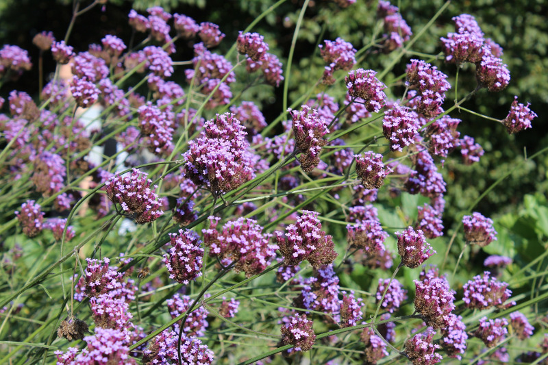 verbena-branches-covered-in-blooms.jpg