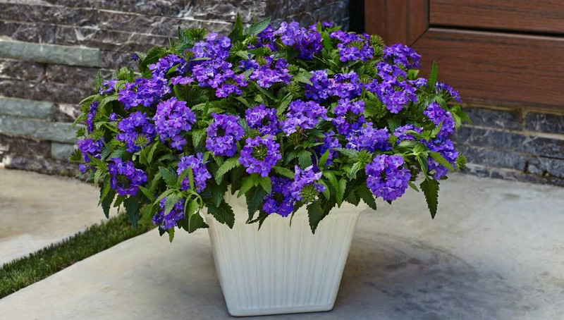 verbena-in-front-porch-pot.jpg