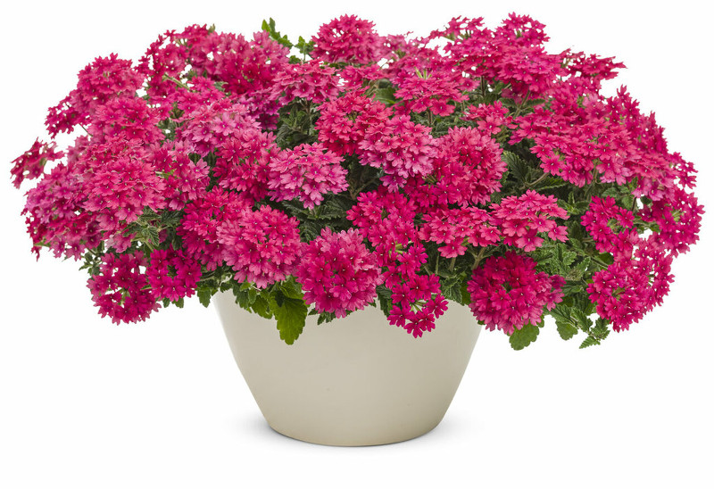 verbena-planted-in-garden-planter.jpg