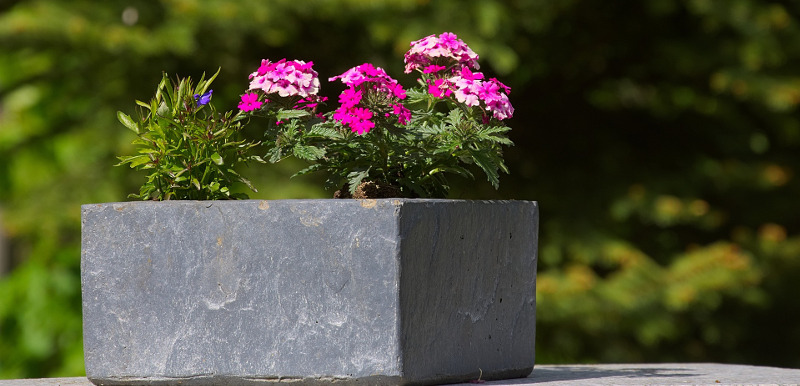 verbena-plants-blooming-in-tabletop-planter.jpg