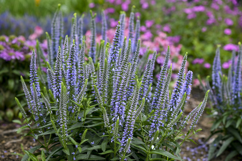 veronica-ever-after-mixed-planting.jpg