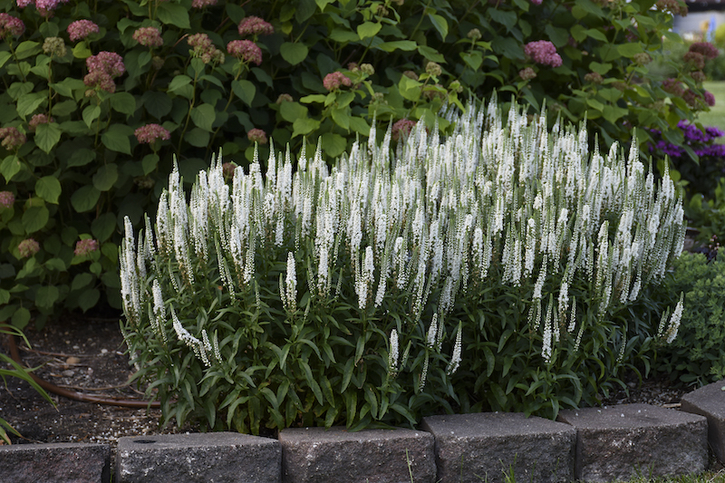 veronica-white-wands-border-planting.jpg