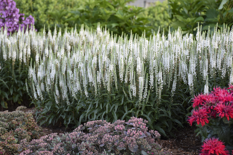 veronica-white-wands-drifts.jpg