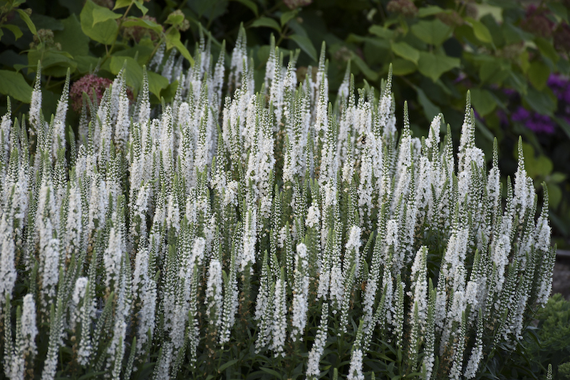 veronica-white-wands-flowers.jpg