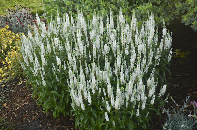 veronica-white-wands-planting.jpg