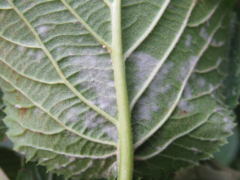 viburnum-leaf-with-powdery-mildew.jpg