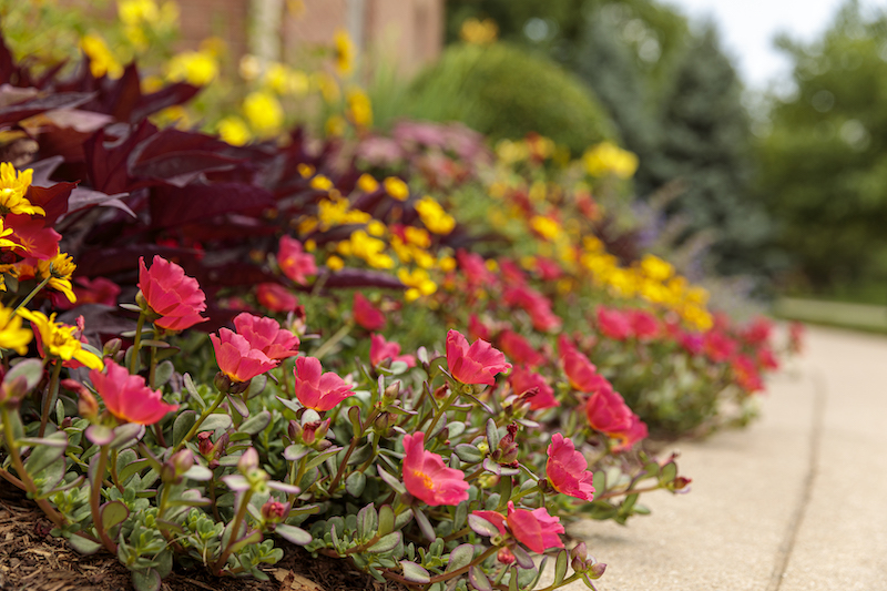 walkway-planted-with-mohave-red-purslane-sweet-potato-vine-and-heat-it-up-blanket-flower.jpg