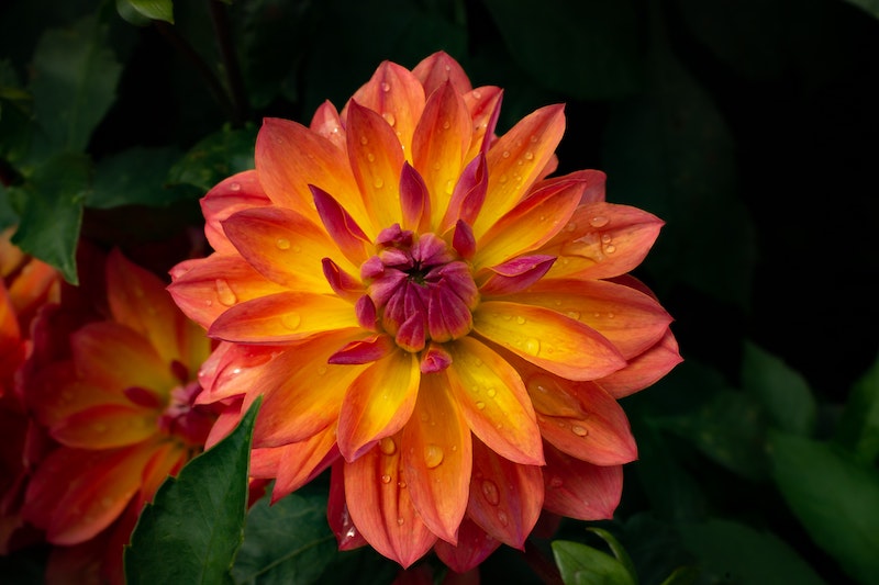 water-droplets-on-dahlia-bloom.jpg