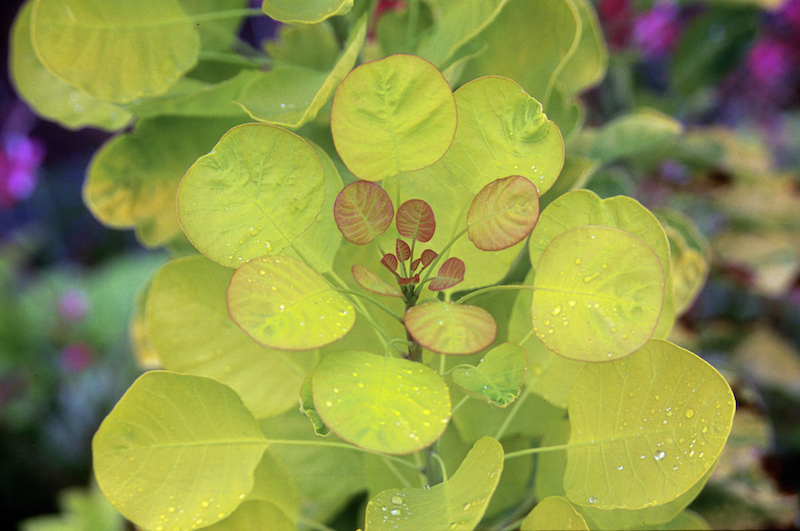 water-droplets-on-golden-spirit-smokebush-foliage.jpg