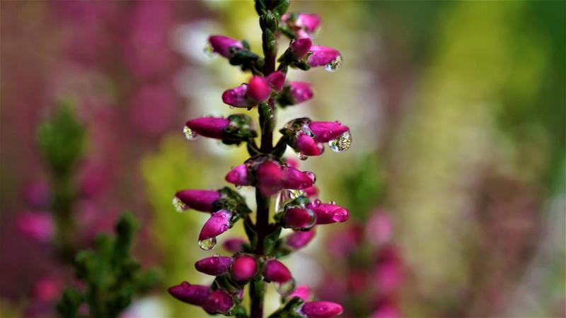 water-droplets-on-heather-flowers.jpg