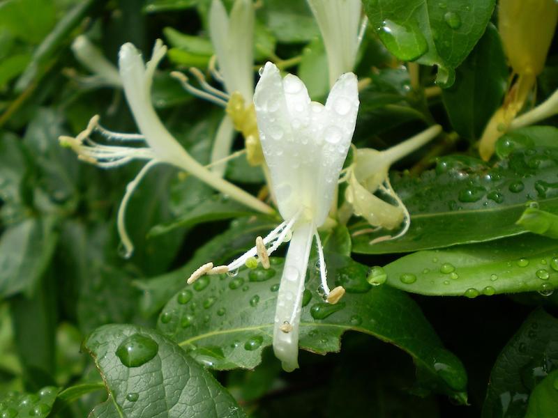 Watering Needs of Japanese Honeysuckle