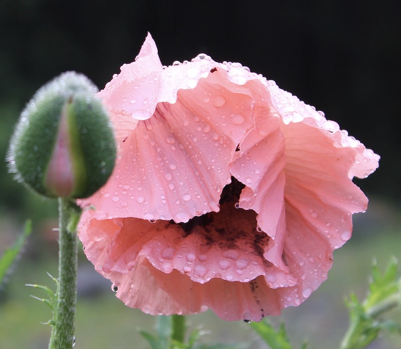 water-droplets-on-pink-poppy-flower.jpg
