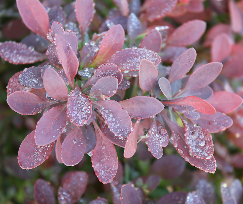 water-droplets-on-sunjoy-mini-salsa-berberis-leaves.jpg