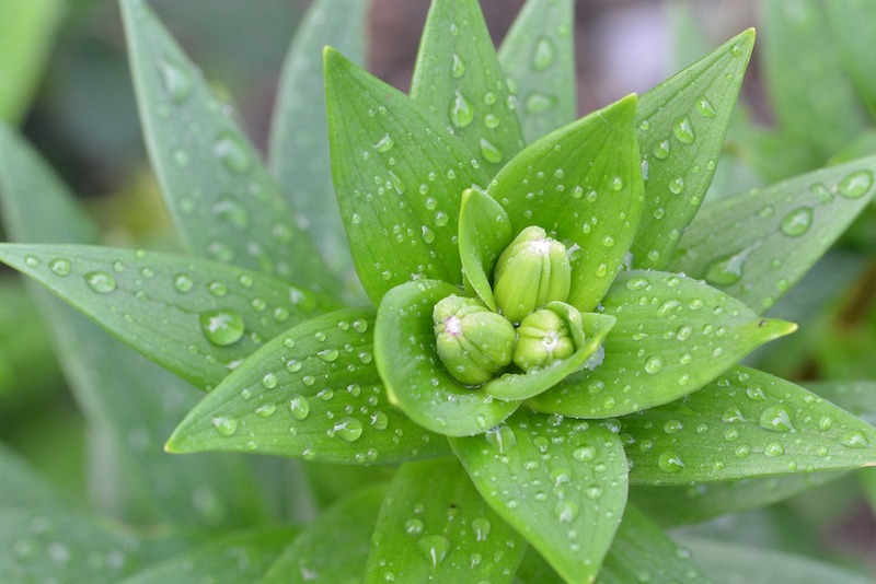 water-drops-on-asiatic-lily-buds.jpg