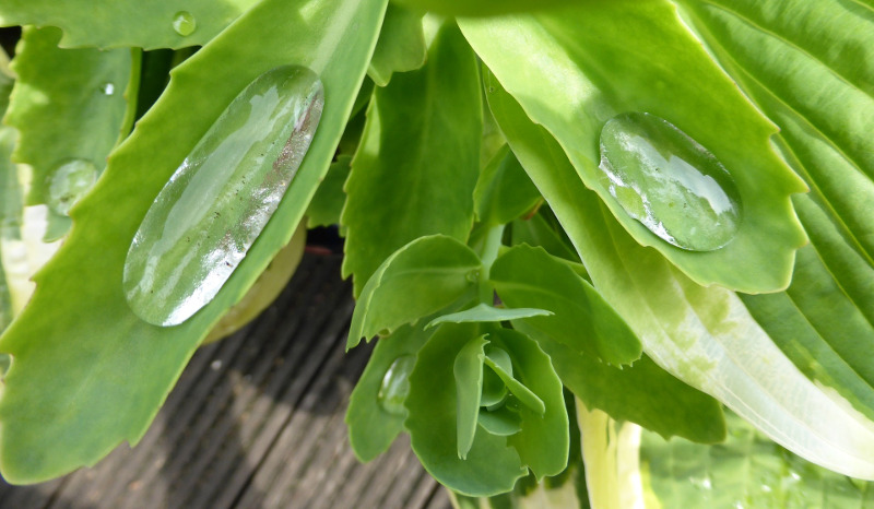 water-on-sedum-leaves.jpg