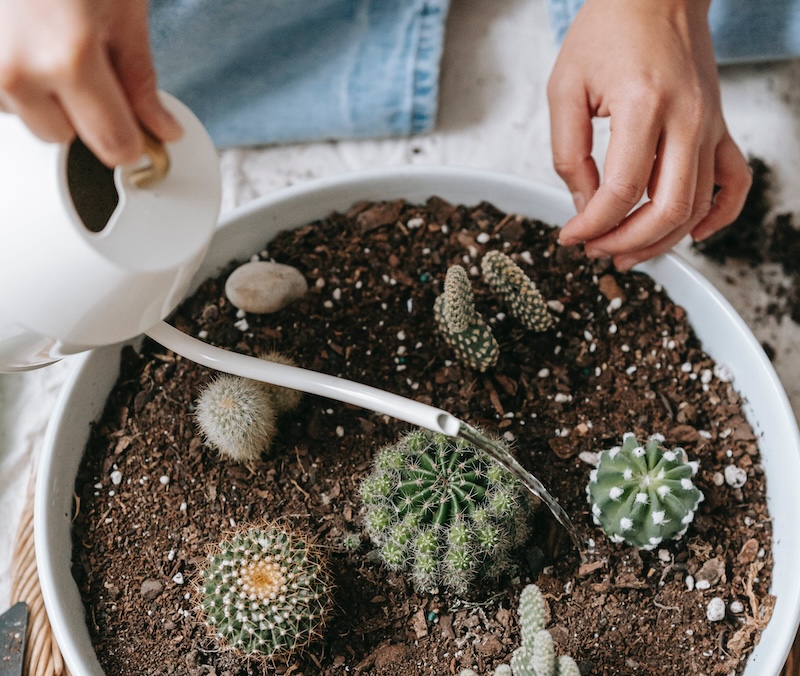 watering-a-potted-cacti-scape-with-a-watering-can.jpg