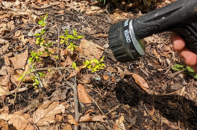 watering-abelia-with-hose-sprayer.jpg