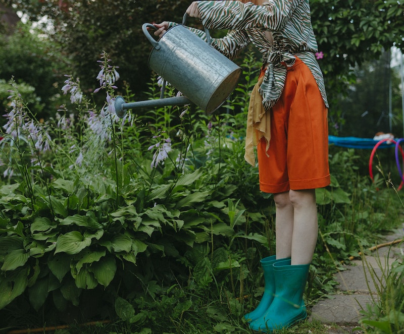 watering-agapanthus-perennials.jpg