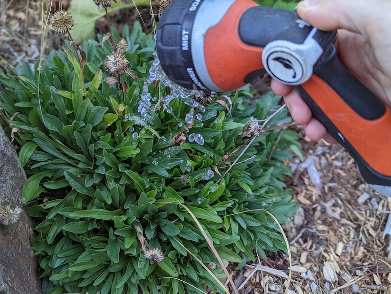 watering-alpine-aster-with-hose-sprayer.jpg