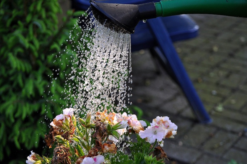 watering-annuals-with-sprayer.jpg