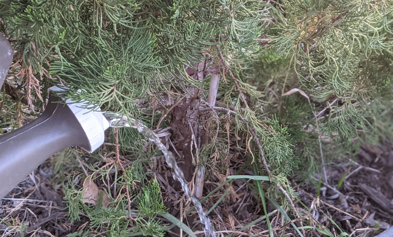 watering-at-the-base-of-a-juniper-shrub.jpg