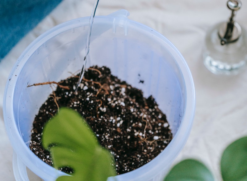 watering-baby-monstera-plant.jpg