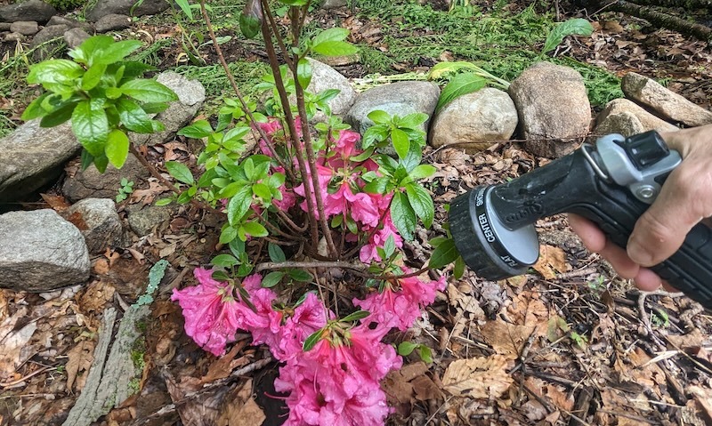 watering-blooming-azalea.jpg