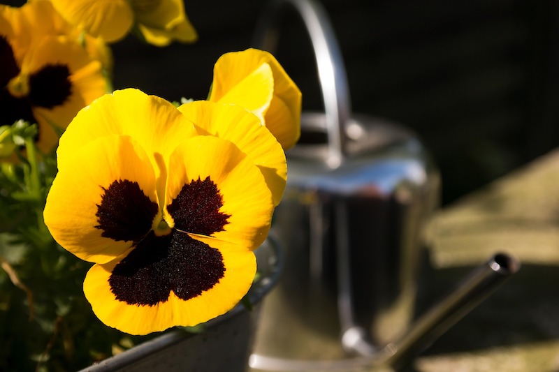 watering-can-behind-pansy-planter.jpg