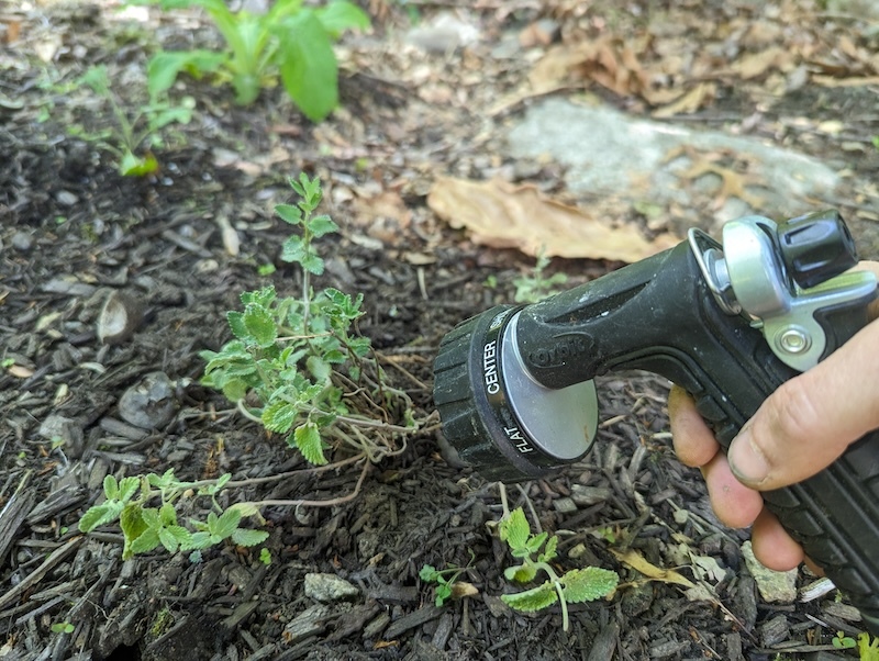 watering-catmint-with-hose-sprayer.jpg